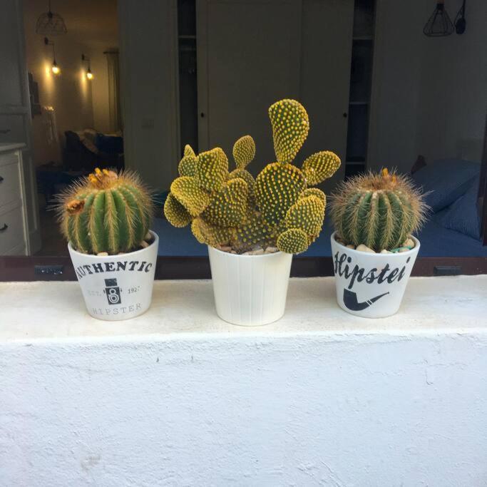 Appartamento Cactus
